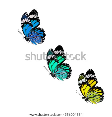 Mix of Yellow green and blue flying butterflies isolated on white background, the Common Tiger butterflies in fancy colors