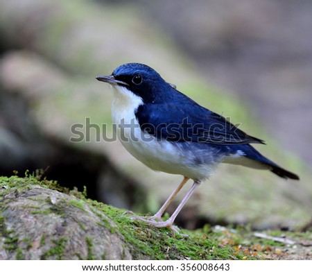 Male of Siberian blue robin (Luscinia cyane) the beautiful blue bird standing on the mossy log, the cuty blue bird