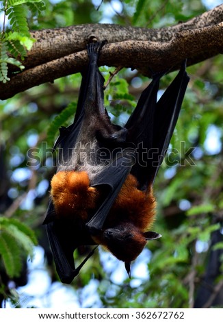 Hanging Flying Fox or Big bat or Mega bat hugging each others while sleeping on the tree branch