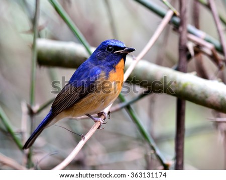Male of Chinese Blue Flycatcher (Cyornis glaucicomans) the beautiful orange and blue bird perching on the stick showing its nice chest orange and side blue feathers