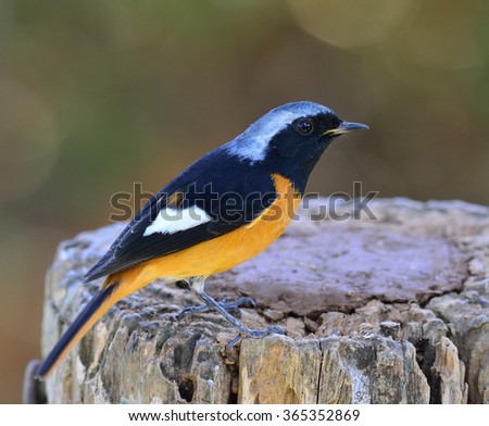 Male of Daurian Redstart (Phoenicurus auroreus) the beuatiful bird with black face and wings silver head and orange belly standing on the log with details from head to toe