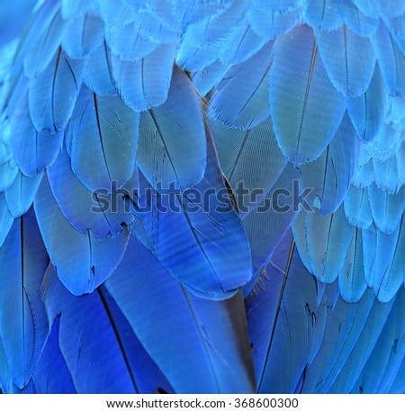 Beautiful blue background taken from blue and gold macaw bird\'s feathers, fascinated blue texture