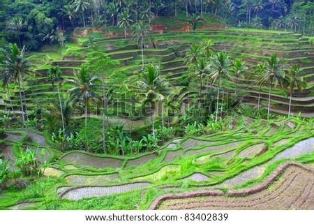 beautiful terrace rice fields, Asia, Bali, Indonesia