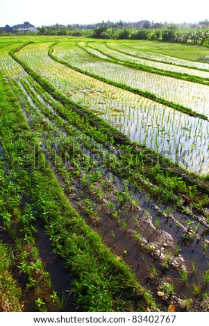 Green Rice Field On The Sunny Day