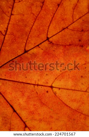 Autumn Leaf structure