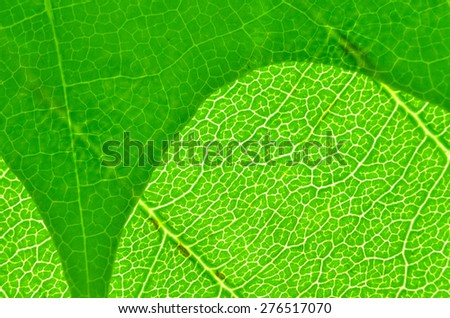 leaf structure macro blade