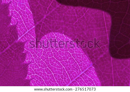 leaf structure macro blade