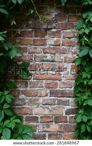 old Brick wall with vine