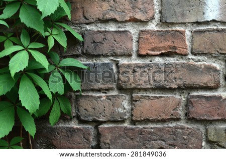 old Brick wall with vine