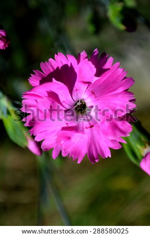 Pink carnation flower