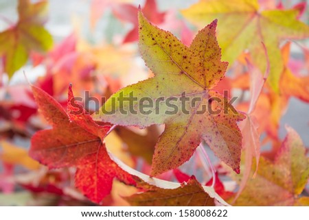 close-up of leaves liquidambar with autumn changing colors