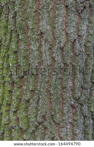 oak bark background, detail of oak tree bark, oak texture