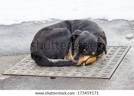Dog lying on iron man-hole cover in winter time. Dog adapting to cold weather, to keep warm as temperatures on the manhole cover. Extreme weather fosters creativity.