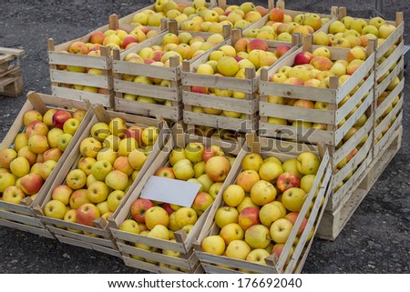 Fresh organic rows of apples crates at the farmers market. Apples all lined up ready to be sold at the farmers market.