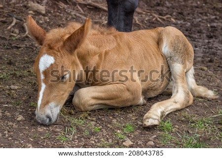 Foal sleeping and secure under his mom leg. The bond between a foal and its mother is extremely strong and in the early weeks after the foalÃ?Â¢??s birth they are inseparable.