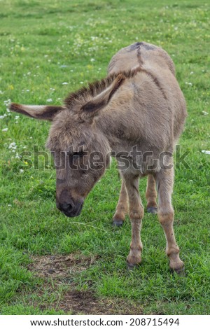 Domestic donkey at the farm. Donkey in a field. Focus on donkey head.