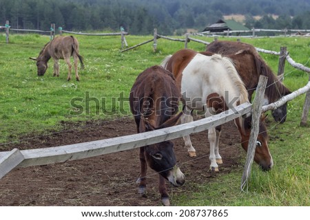 Pony and donkeys at ranch with electric fence. Focus on donkey in front.