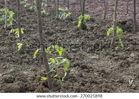 Young tomato plants with wood stakes in the garden. Old fashioned staking method, tied plants to wooden stakes. Selective focus and shallow dof.