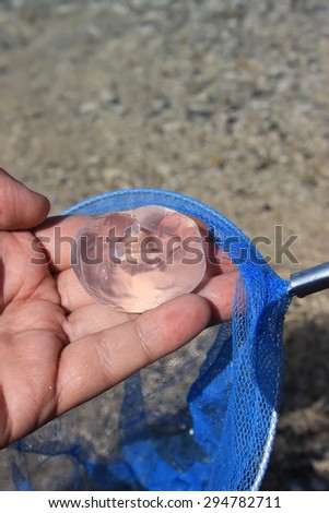 Aurelia aurita, Moon jellyfish in hand. Catched jellyfish with round fishing net. Selective focus and shallow dof.