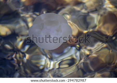 Aurelia aurita, Moon jellyfish floats on the surface of the sea water. Selective focus and shallow dof.