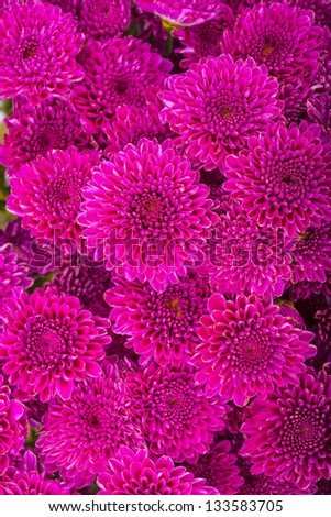 Purple chrysanthemum on the putting together