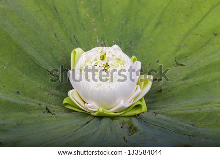 White lotus water lily on green leaves.