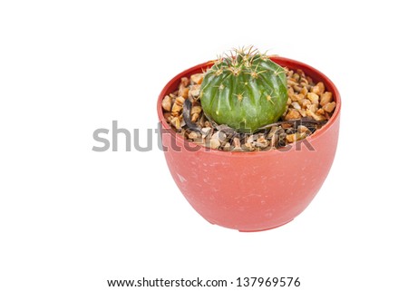 The cactus on a white background.