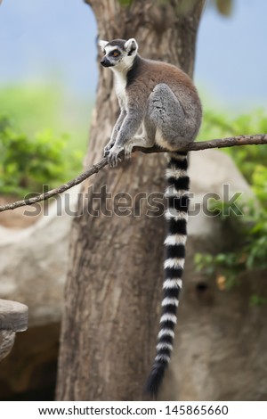 Ring-tailed lemur in a tree
