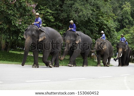 CHIANG MAI, THAILAND - August. 18: Daily elephant show at The Thai Elephant Conservation Center, mahout elephant parade onto the stage for the elephant, August 18, 2013 in Chiang Mai, Thailand.