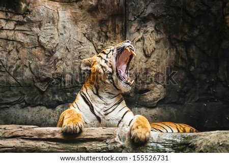 Tigers feeding.