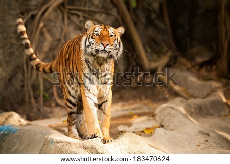 Tigers are in the nature of the country.