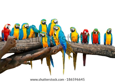 Parrots in the Park Thailand Parrots in the Park Thailand