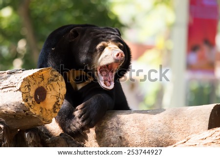 Opened her mouth to sing, black bear in the wild.