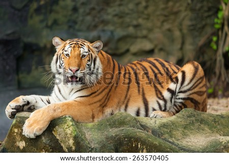 Tigers roar sleeping on rocks.