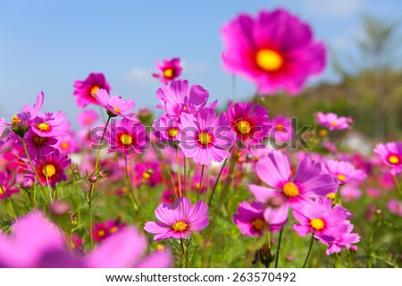 cosmos flowers to the sun in the morning.