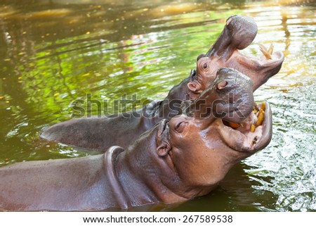 Hippos are opened his mouth food in the water.