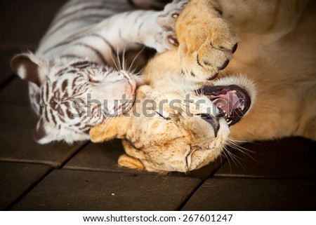 Baby tiger and lion kids are teasing each other.