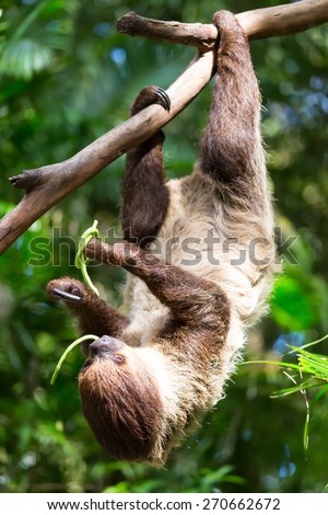 sloth climbing trees, feeding on the tree.