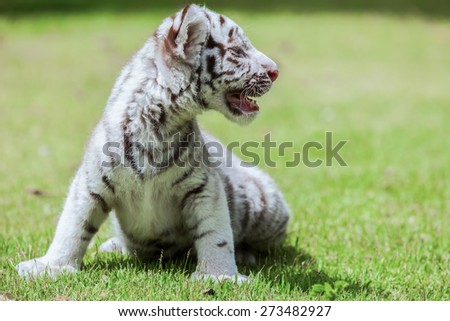 Baby white tiger sitting on a lawn.