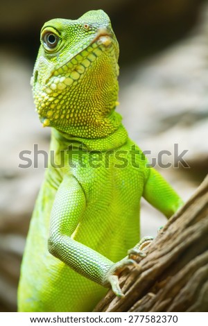 Iguana\'re looking for prey to feed on the tree.