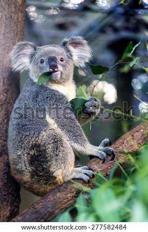 Koala eating eucalyptus leaves Libby Titus.