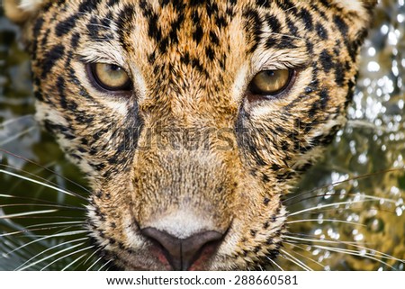 Kroos up Leopard Face