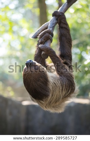 sloth were hung on the branches to find plants to eat.