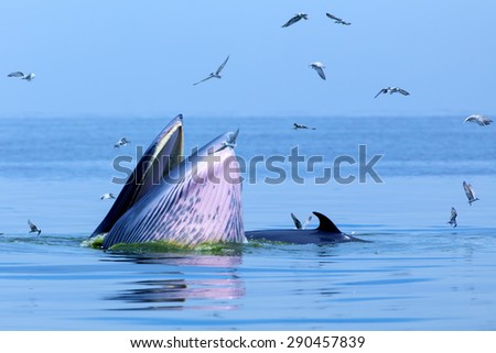 Whales eat fish with open mouth.