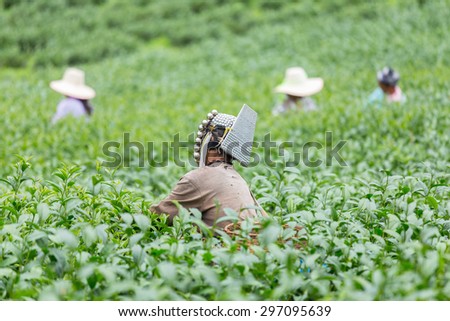 Agriculture. Picking tea in the tea plantations.