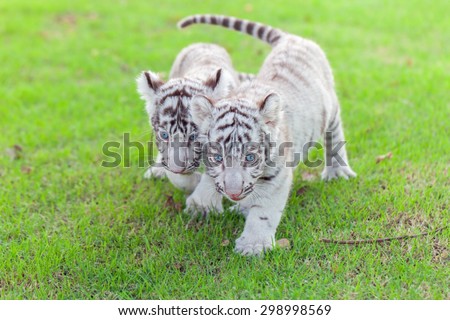 White Tiger cub and two walks on the green grass.