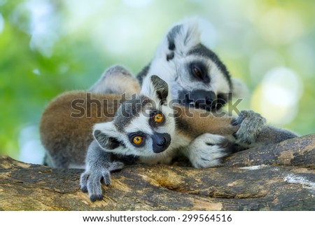Lemur mother and child on a tree in the forest.