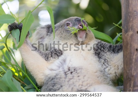 Koala eating eucalyptus leaves on the trees.