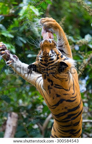 Tiger feeding