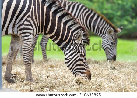 Zebra eating grass in the forest
